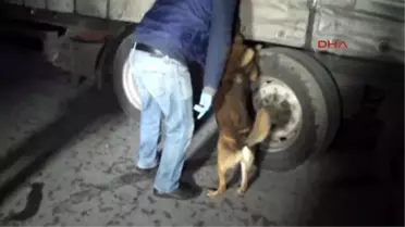 Dedektör Köpek 'Fırtına' 195 Kilo Skunk Buldu