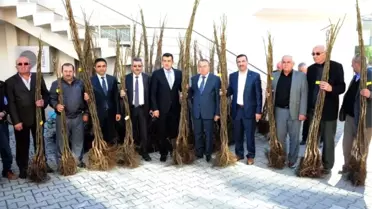 Büyükşehir Belediyesi'nden Çiftçilere 12 Bin Ceviz Fidanı