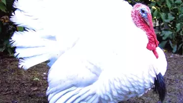 ABD'de Türkler Şükran Günü Dolayısıyla Hindi Dağıttı