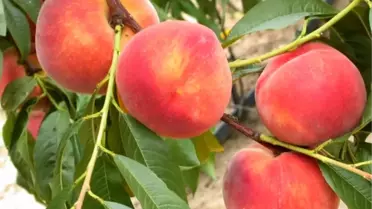 Üretici 'Geç Şeftali' Türlerine Yöneldi