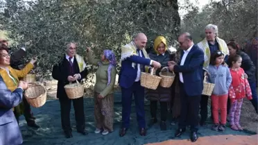 Asırlık Ağaçlardan Zeytin Topladılar