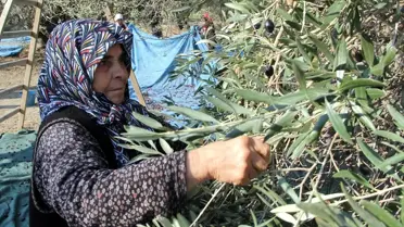 Manisa'da Dünya Zeytin Günü Kutlaması