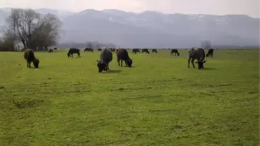 Manda Yetiştiricilerine Destek