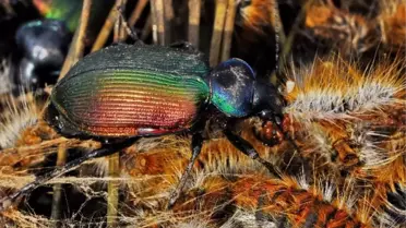 Orman Muhafızı Böcekler Kazdağları'nda