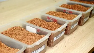 Mercimek İhalesi Yapıldı