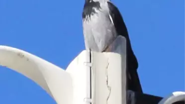 Gömlekli Karga, Türkiye'de İlk Kez Sakarya'da Görüldü!