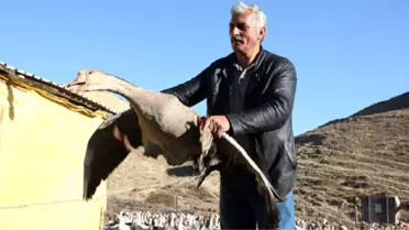 İki Kazla Başladı, Çiftlik Kurdu! Hem Çevreye Satıyor Hem Kendi Pişiriyor