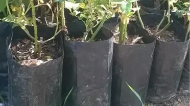 İpek Böceği Yetiştiricilerine 1250 Dut Fidanı Dağıtıldı