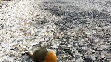 Karayollarındaki Araçlar Kuşlar İçin Büyük Tehdit