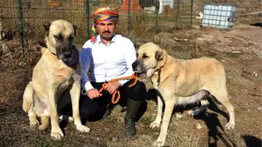Sınırda Mehmetçiğin Can Dostu Olacaklar...