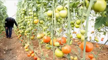 Antalya Çiftçisinin Kulağı, Rusya'dan Gelecek Iyi Haberde