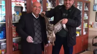 Yaralı Kartala Sahip Çıktı
