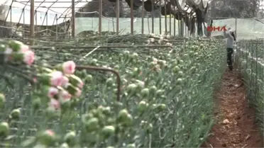 Antalya- Avrupa'ya 50 Milyon Dal Noel Çiçeği