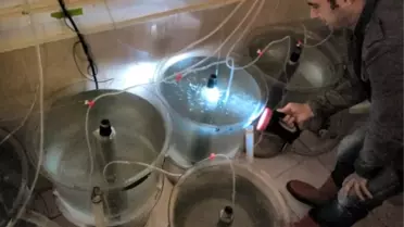 Kırlangıç Balığı ile İlgili Yürütülen Proje Meyvelerini Vermeye Başladı