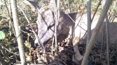 Ormanda Buldukları Yaralı 2 Karacayı Kurtardılar