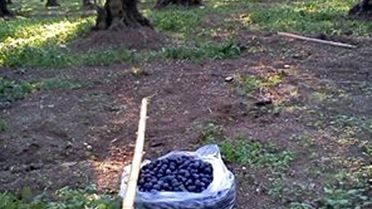 Mudanya'da Bin Yıllık Gelenek Başak Zamanı Başladı