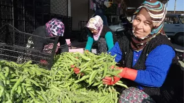 Silifke'den Irak'a Bakla İhracı