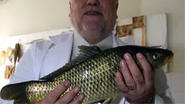 İsrail Sazanı Balıkçılığa Zarar Veriyor'