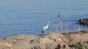 Beyaz Balıkçıl Kuşu Vatandaşların İlgi Odağı Oldu