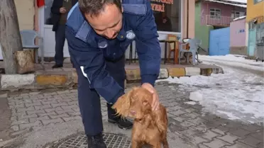 Günyüzü Belediyesi Sokak Hayvanlarına Sahip Çıkıyor