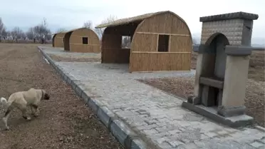 Sultan Sazlığı'nda 8 Kamelya Yapıldı