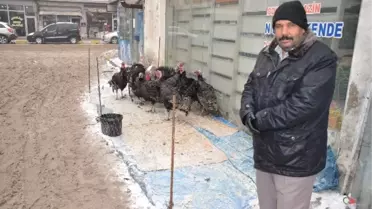 Yılbaşı Hindileri Görücüye Çıktı