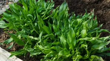 Bir Bitki İçin 10 Bin Kilometre Yol Katettiler