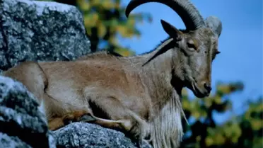 Bakanlığa, 'Dağ Keçileri Avlanmasın' Başvurusu