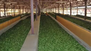 Daha Kaliteli Çay İçin Proje Geliştirdiler