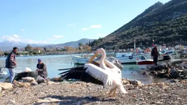 Gazipaşalı Balıkçıların Maskotu Pelikan 'Abbas'