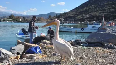 Pelikan Abbas' Gazipaşa Limanının Maskotu Oldu