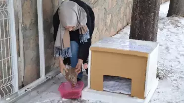 Sokak Hayvanları İçin Seferber Oluyorlar