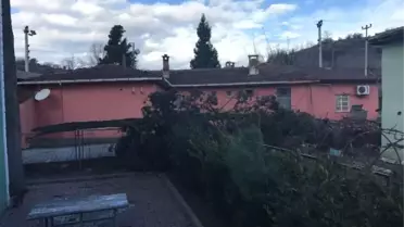 Okul Yakınına Devrilen Ağaç Korkuttu