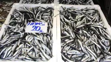 Ordu ve Giresun'da Hamsinin Kilosu 20 TL Oldu!