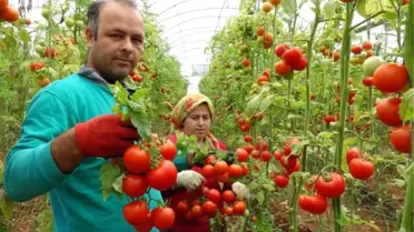 Karakış Domates Fiyatını 4'e Katladı
