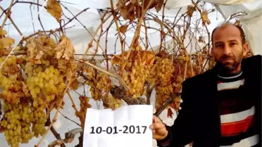 Sarıgöl'de Kar Altında Taze Üzüm Keyfi