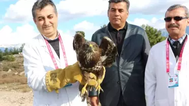 Tedavi Edilen Şahin Doğaya Salındı