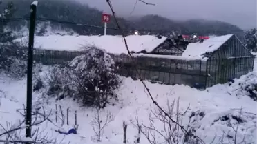 Seralar Kara Dayanamadı