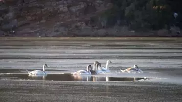 Ayvalık'ın Zarif Misafirleri