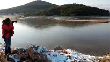 Ayvalık'ın Zarif Misafirleri