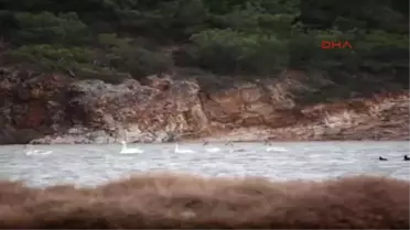 Balıkesir Ayvalık'ın Zarif Misafirleri