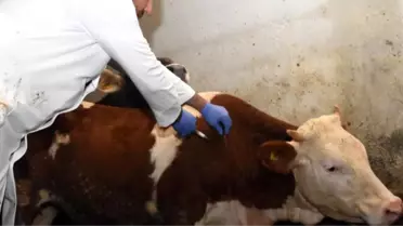 Bayburt'ta Şap Hastalığıyla İlgili Toplantı Düzenlendi