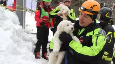 İtalya'daki Çığ Felaketinden 5 Gün Sonra 3 Köpek Yavrusu Kurtarıldı