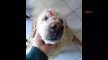 Cindy' Isimli Köpeğin Dövülmesiyle Ilgili Dava Açıldı