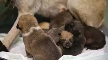 Fedakar köpek 9 yavruya hayat veriyor
