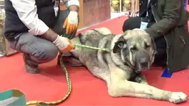 25 Bin TL Teklif Edilen Damızlık Köpeği Satmadı