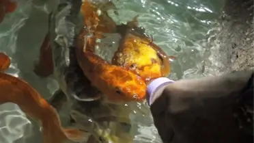Antalya'da Balıklar Biberonla Besleniyor