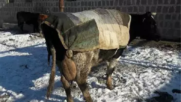 Hayvanlarını Soğuktan Eski Elbiseleriyle Koruyor