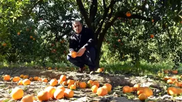 Dha Yurt - Narenciye Üreticisini Bu Kez Soğuk Vurdu