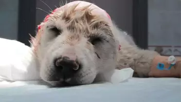 Gözünden Yaralanan Köpeğe Şefkat Eli